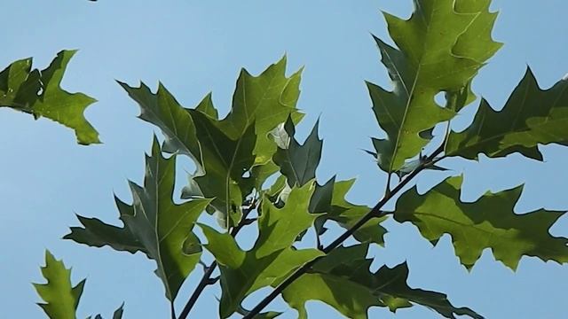 Quercus rubra смотреть онлайн