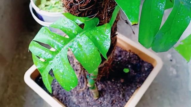 Dragon Tail / Epipremnum Pinnatum