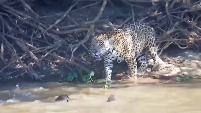 OMG! Parent Oryx Attack And Defeat Cheetah To Save The Calf From Cheetah Hunting - Cheetah Vs Oryx