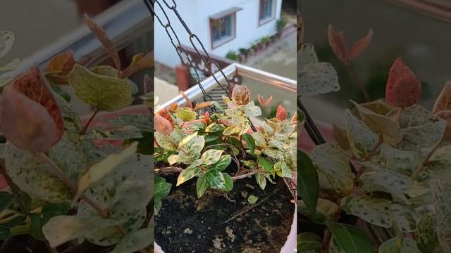 Asiatic jasmine Tricolour or pink Ivy's by Aarna Gargning. смотреть онлайн