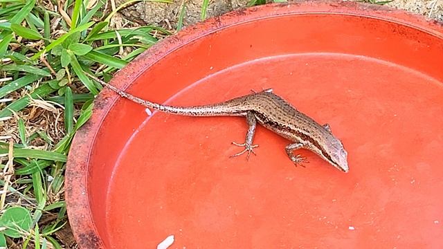 The Seychelles Skink Lizard Squiggle смотреть онлайн