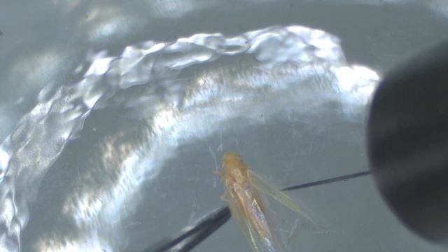 Non-destructive extraction of DNA from leafhopper (Cicadellidae) смотреть онлайн