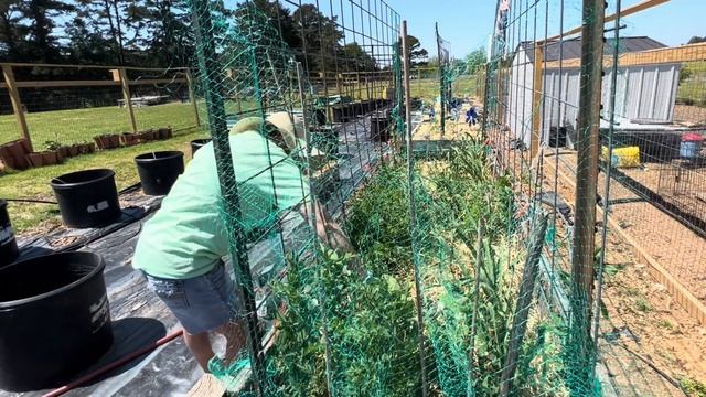 Planting PURPLE HYACINTH BEAN VINE & LUFFA VINE / Rockin G Farm & 🪴 смотреть онлайн