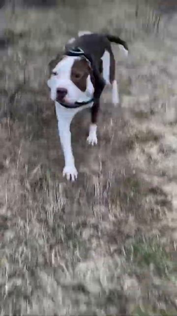 Заяц волк ) #pitbull