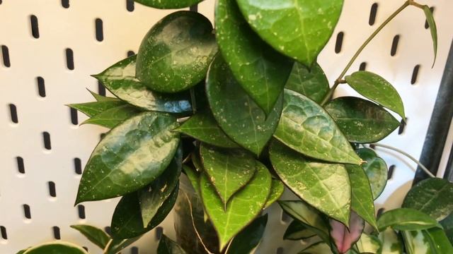 My Hoya Collection & Wishlist For 2023