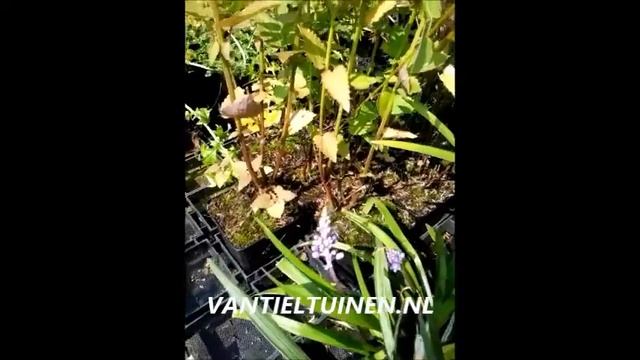Agastache Black Adder Dropplant смотреть онлайн