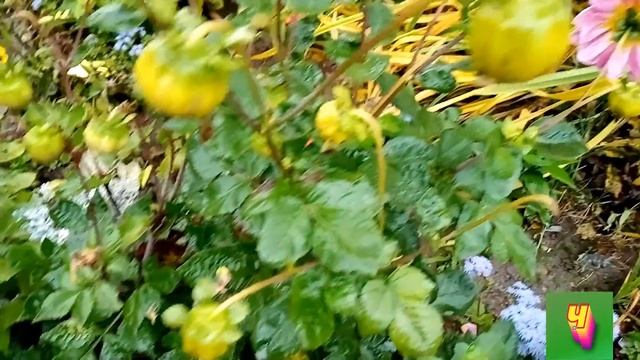 Листья желтые над городом кружатся