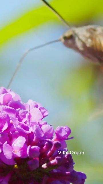 Garden's Aerial Illusion: The Astonishing Dance of the Hummingbird Hawk Moth #shorts смотреть онлайн