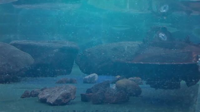 NAUTILUS BUILD/DIORAMA смотреть онлайн