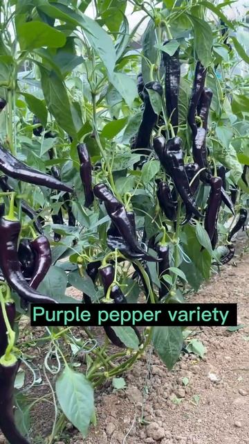 Beautiful Purple Pepper Variety #satisfying #short смотреть онлайн