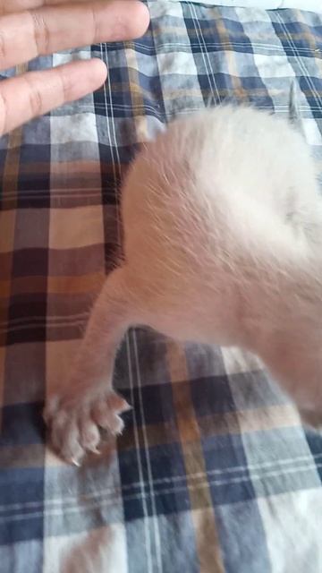 kucing jari kaki ade 6. смотреть онлайн