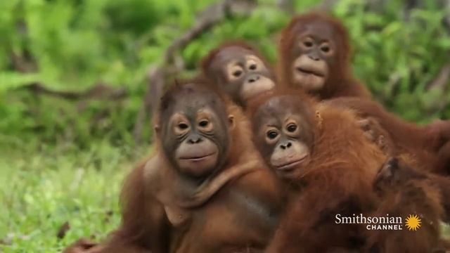 Bornean Orangutan Endangered Species Project смотреть онлайн