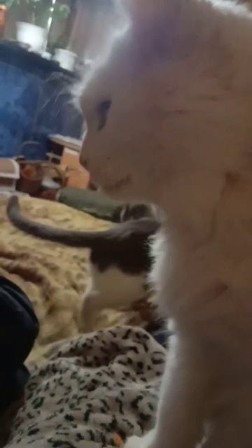 Кот и корейская морковка.