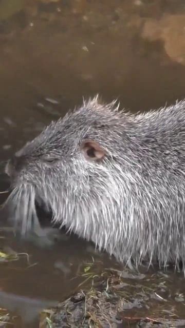 nutria rodent 🐀 hunting video смотреть онлайн