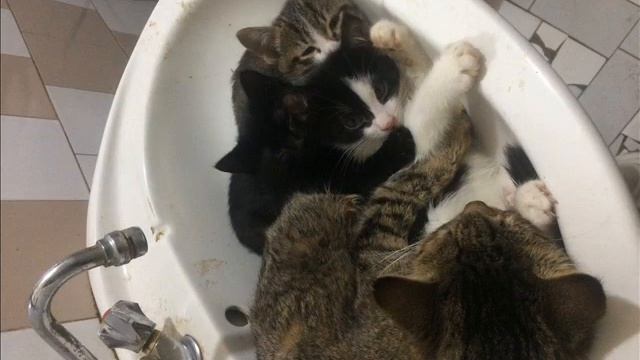 Липучка и ее коты! смотреть онлайн