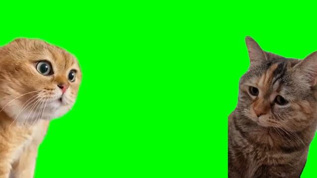 Мемные коты зелёный задний фон смотреть онлайн