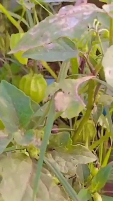 solanum nigrum...(makoi plant)..having white spot (powdry mildew..)fungus.. смотреть онлайн