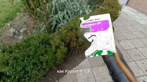 Самшит весной. Мероприятия по уходу.