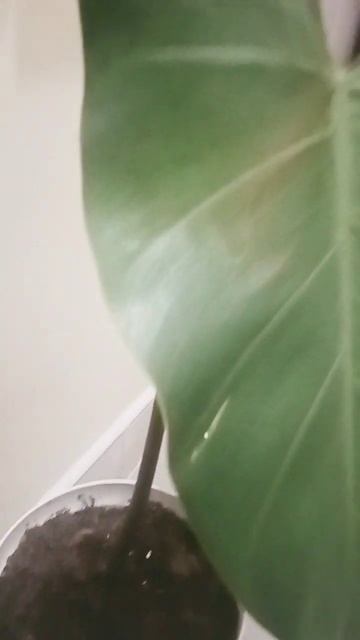 🎍TEASER OF GOLDEN BAMBOO PLANT🎍 II SATISFYING /SHORTS/ YOUTUBE SHORTSl/SHORTS VIDEO/ETHEL ALLERA смотреть онлайн