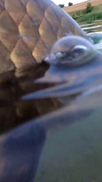 #carpfishing #sazanavı #fishing #hobby #kocaeli смотреть онлайн