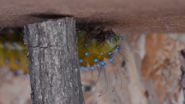 J64 Elevage de Grands paons de nuit, Saturnia pyri, Papillons de nuit, chenille tissant son coco смотреть онлайн
