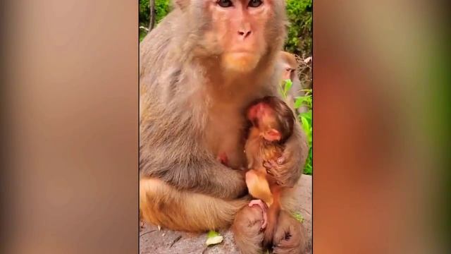 Most Adorable Baby Monkey With Mother 🐵 🐒 || Cute Monkey Vídeos Compilation смотреть онлайн