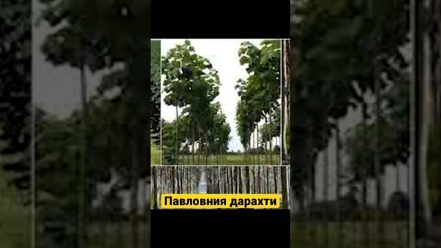 Павловния дарахти смотреть онлайн
