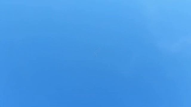 Николаевские голуби в Актау смотреть онлайн