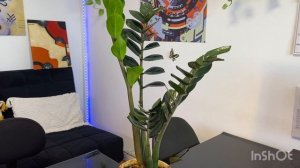 Как ускорить разрастание куста замиокулькаса