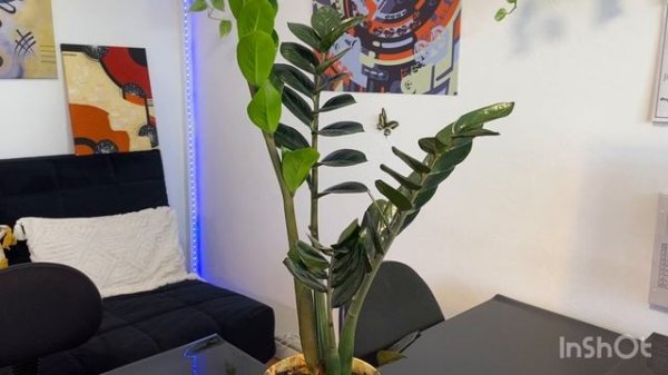 Как ускорить разрастание куста замиокулькаса