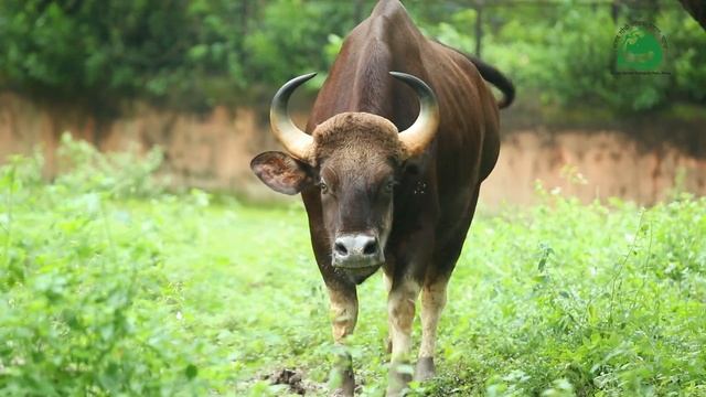 Gaur India смотреть онлайн