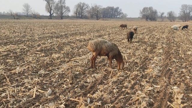 (662) пастбища после первого снега смотреть онлайн