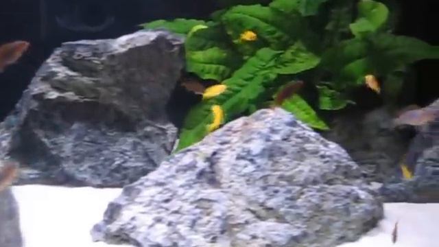 Pyszczaki Malawi Labidochromis Hongi Sweden & Pseudotropheus saulosi смотреть онлайн