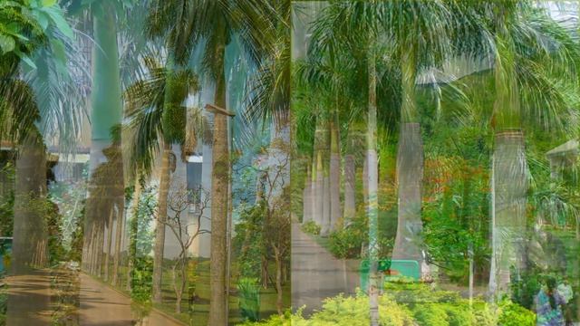 17 LINDAS ESPÉCIES DE PALMEIRAS DE JARDIM! Descubra a Beleza Natural! смотреть онлайн