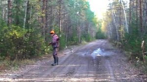 ОХОТА НА ШУСТРОГО ЗАЙЦА.Русская гончая Лайма ВПКОС 6936/24 вл. Шатров В.А.#охотасгончей#топ#hunting