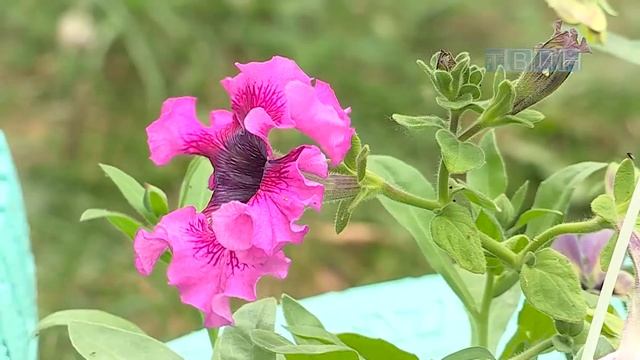 "Мой яркий двор" Диктатуры Пролетариата,17 смотреть онлайн