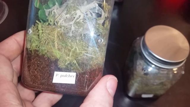 14 new additions plus tarantula feedings..and a look at some new enclosures. смотреть онлайн
