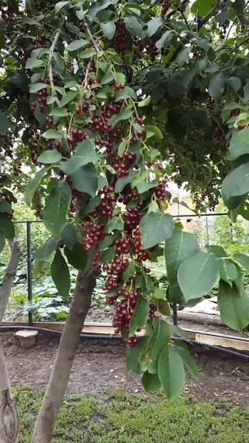 черемуха смотреть онлайн