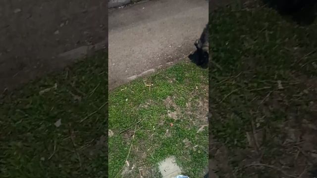 Встретила после работы собак Жизель и Цезаря,пришлось кормить сухим кормом.#спасение_и_помощь смотреть онлайн