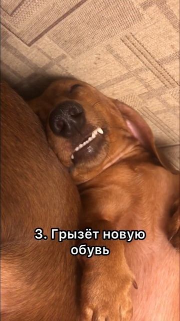 Такса во сне #dachshund смотреть онлайн