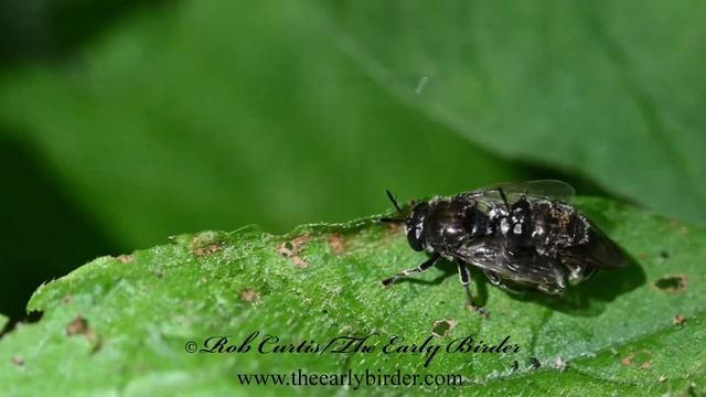 ANT FLY, Microdon , mating pair 3021177 смотреть онлайн