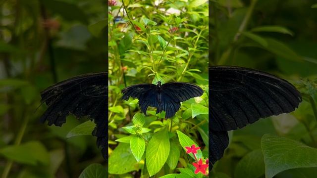 Beauty..🦋🦋🦋#shorts #youtubeshorts #butterfly #animals смотреть онлайн