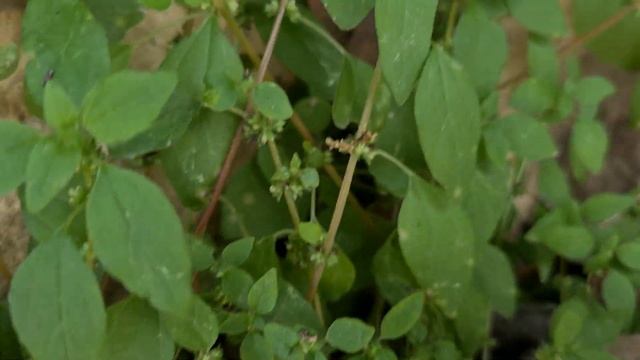 טרשנית שרועה Theligonum Cynocrambe