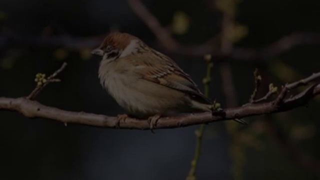 Passera Mattugia смотреть онлайн