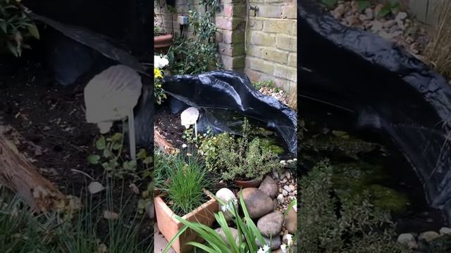 My pond - do fish live with tadpoles? смотреть онлайн