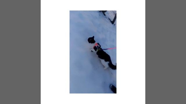 Кот первый раз видит снег смотреть онлайн