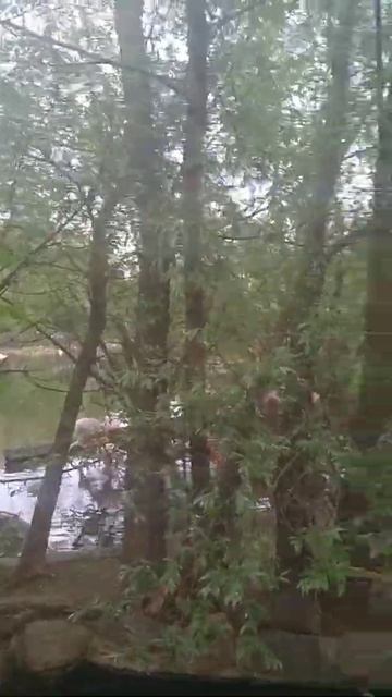 Московский зоопарк. Фламинго