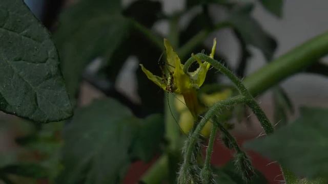 Tomato blossom insect. Cricket? смотреть онлайн