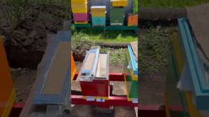 6-рамочный улей на два летка.