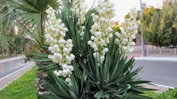 Юкка садовая: посадка и уход в открытом грунте смотреть онлайн